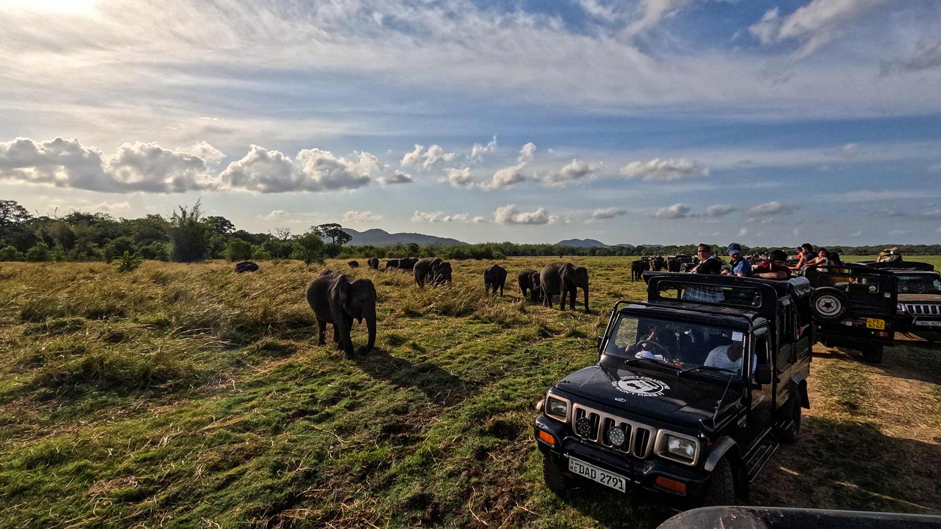 Large herd of Sri Lankan elephants gathered near Minneriya Tank during dry season