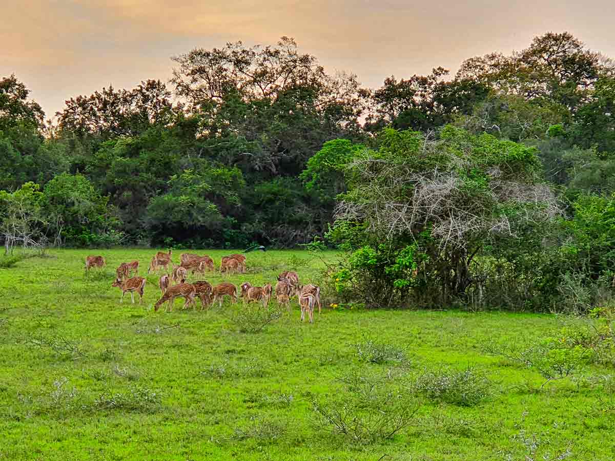 Wilpattu national park