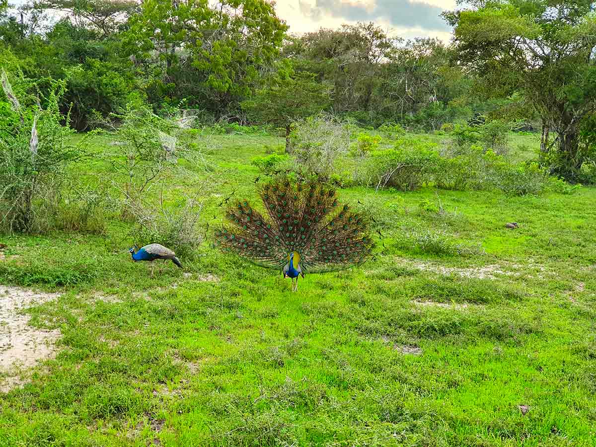 Wilpattu national park