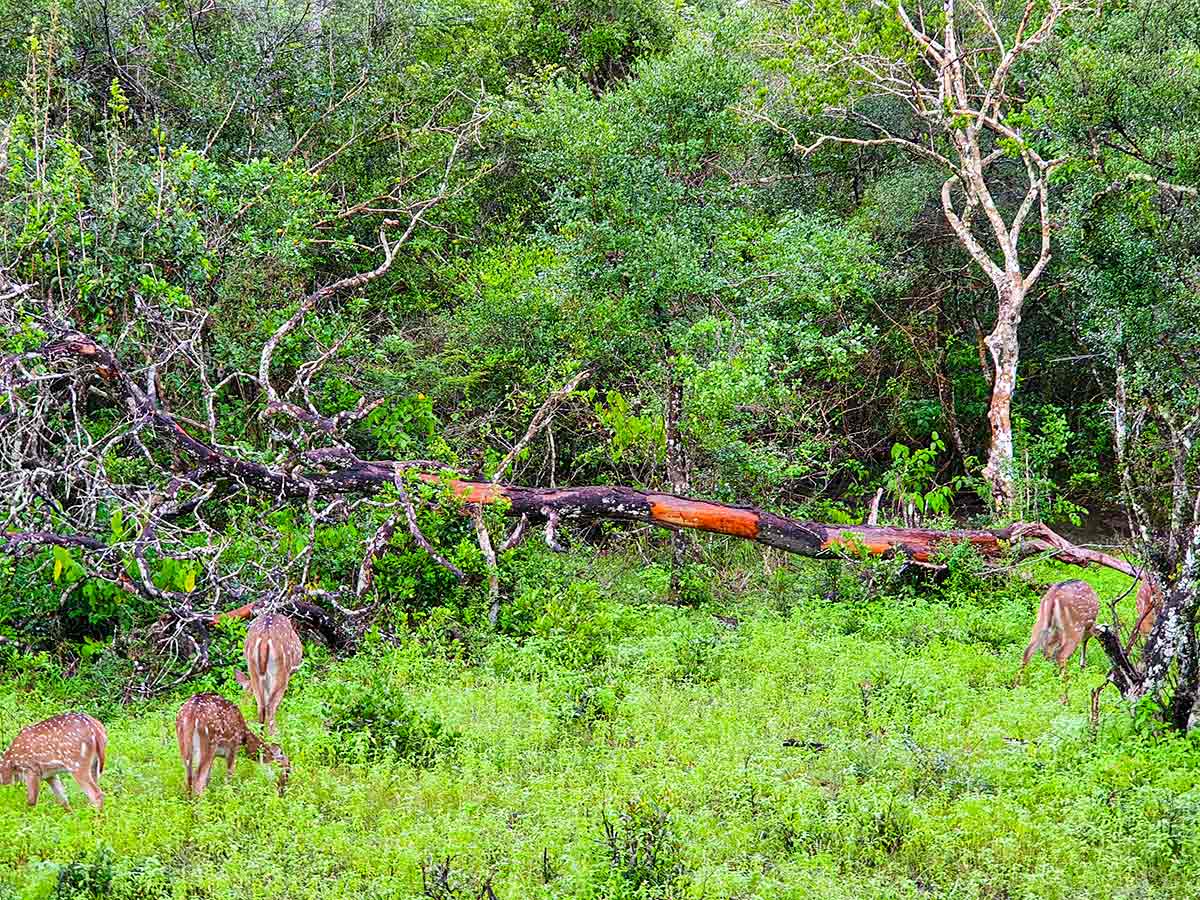 Wilpattu national park
