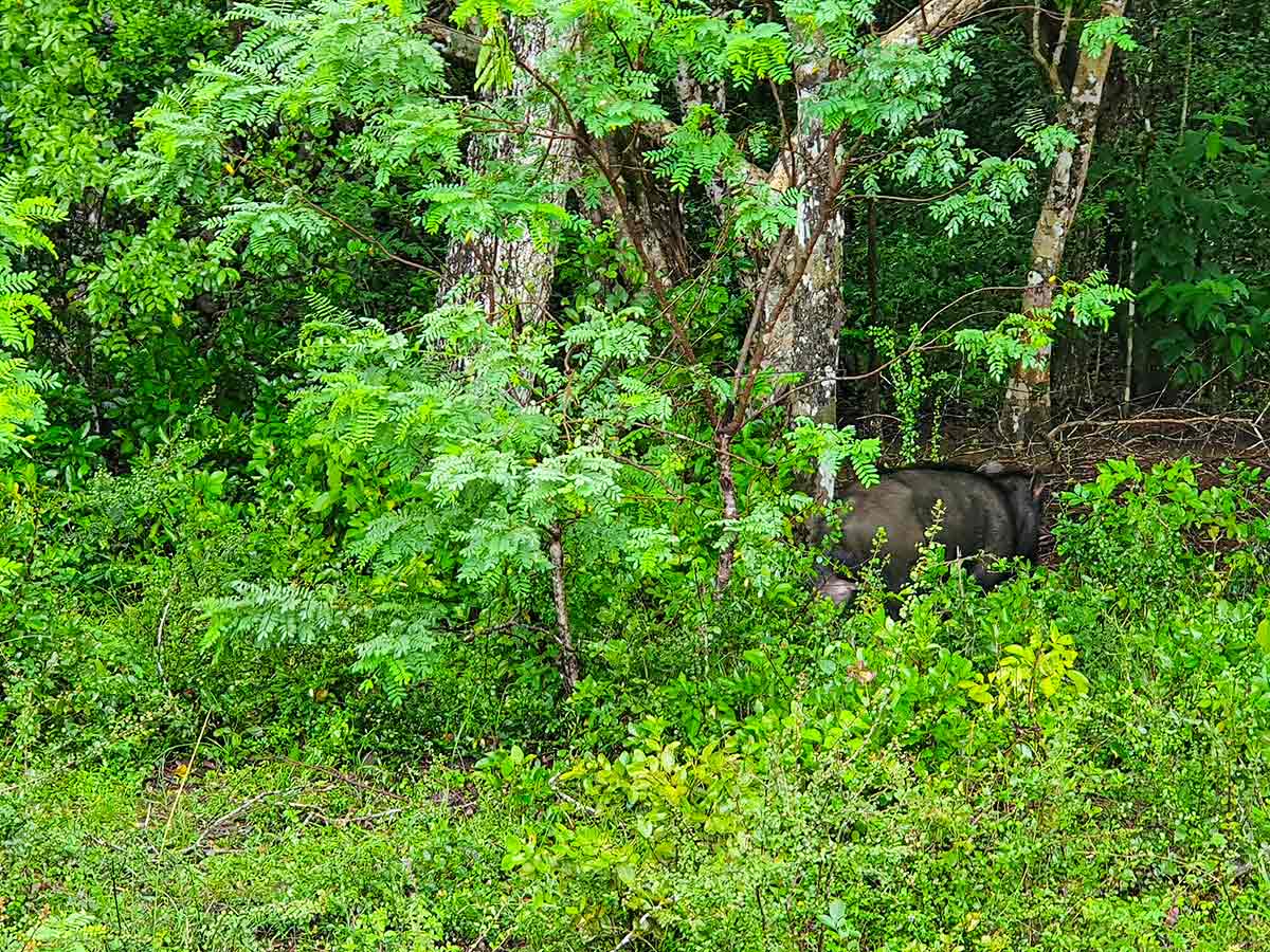 Wilpattu national park