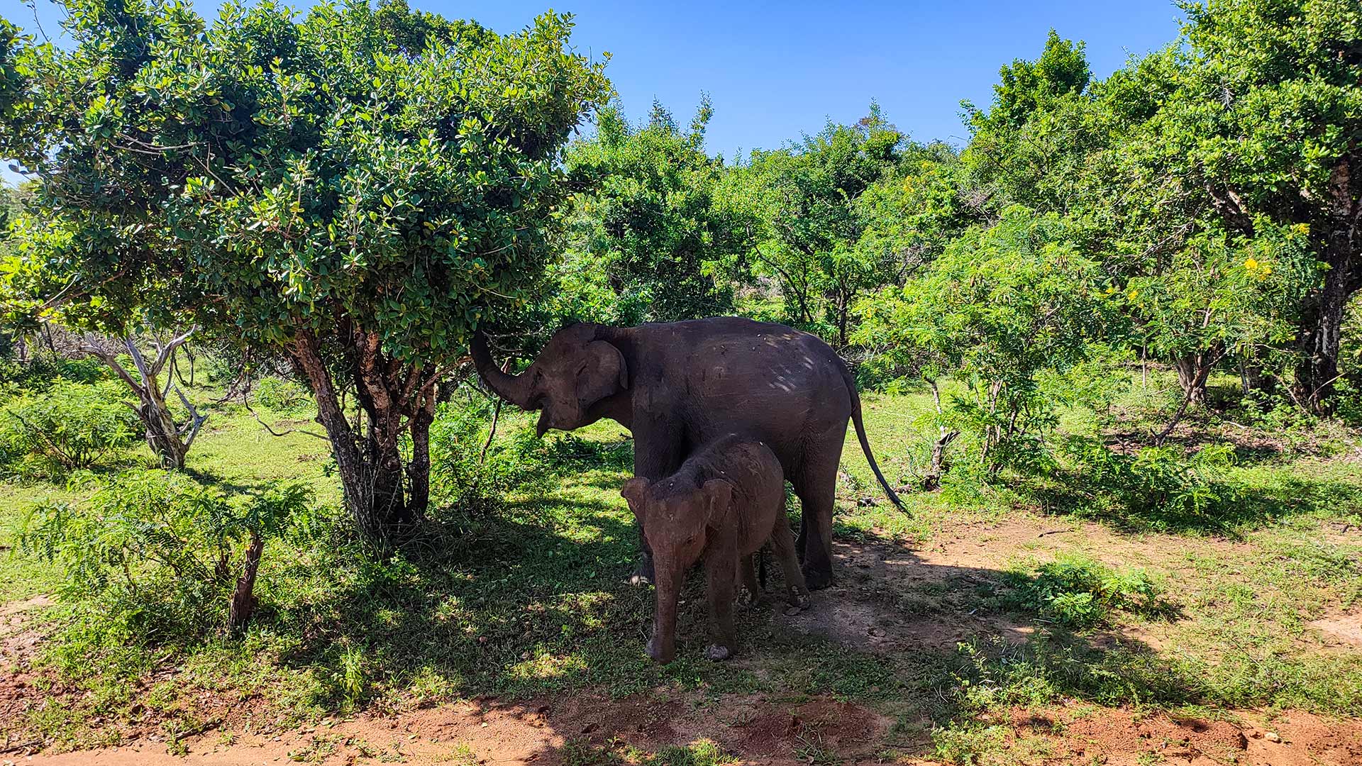 Sri Lankan leopard resting in dry scrubland inside Yala National Park, Southern Province