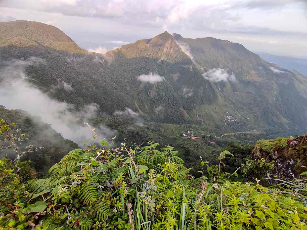 Horton Plains Trail showing montane cloud forest and patana grassland