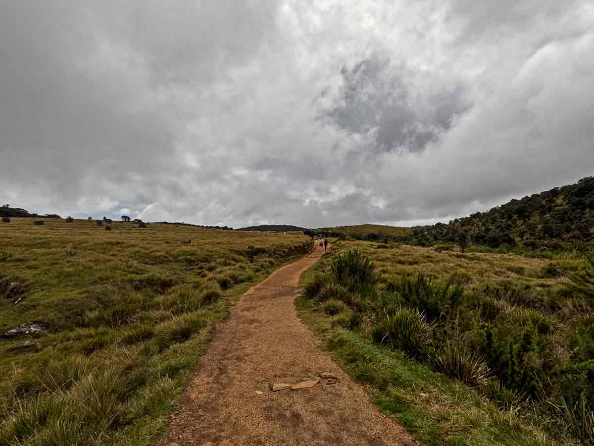 Horton Plains Trail showing montane cloud forest and patana grassland