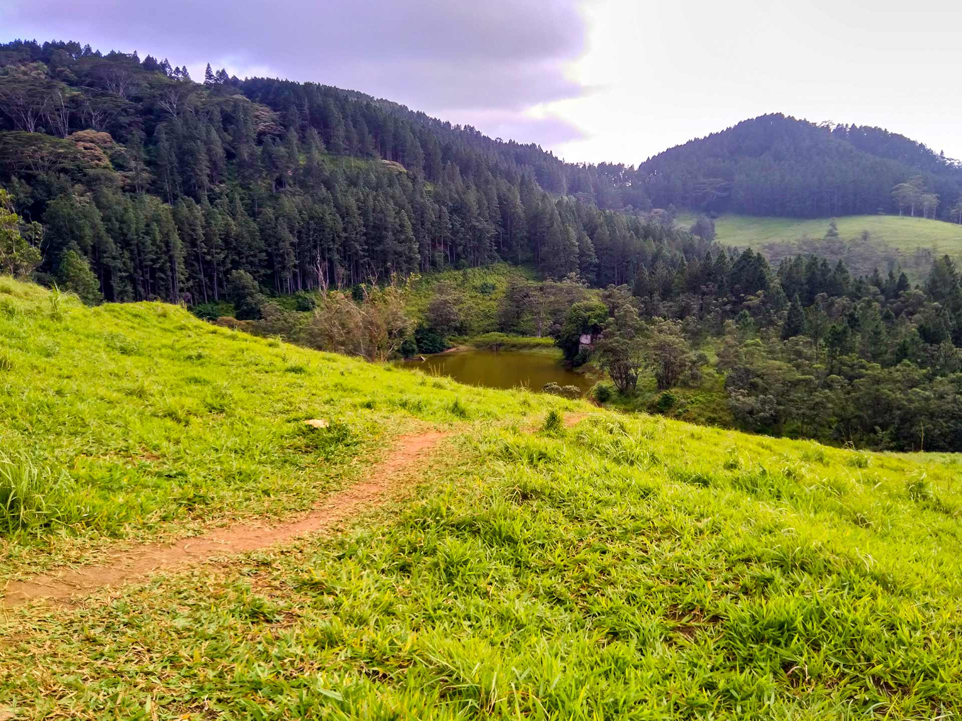 Bellwood Estate viewpoint approach showing a hillside pond surrounded by pine forest and green grassland
